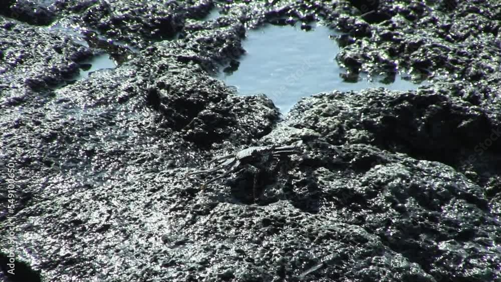 Black Crab Walking On Black Rock Then Stopping And Blending In With Background
Black Crab Walking On Black Rock Then Stopping And Blending In With Background