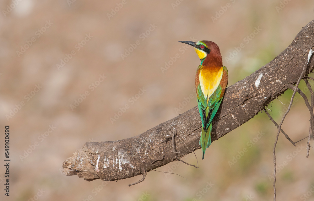 European Bee eater (Merops apiaster) is a species of bird that lives in Africa in winter and in Europe and Asia. European Bee eater (Merops apiaster) is a species of bird that lives in Africa in winter and in Europe and Asia.