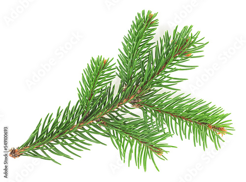 Green Christmas tree spruce branch with needles isolated on a white background. Fir branch.