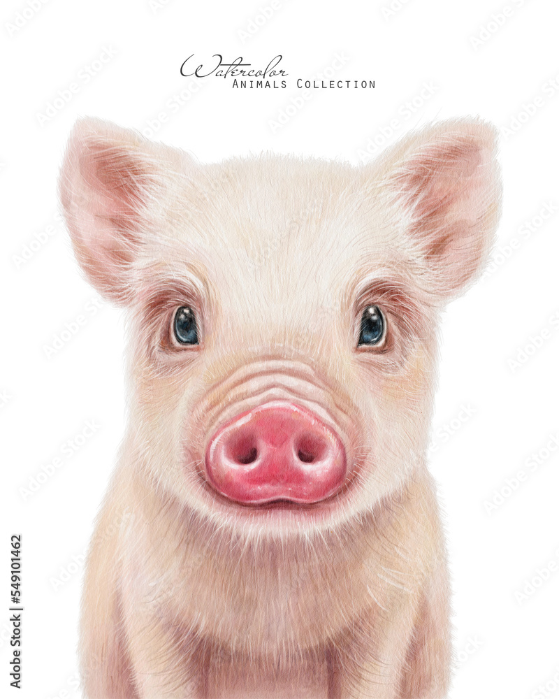 Piggy baby. Watercolor whie pig. Farm animals illustration Piggy baby. Watercolor whie pig. Farm animals illustration