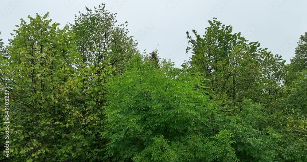 Rainy weather in mountains. Misty fog blowing over pine tree forest. Aerial footage of spruce forest trees on the mountain hills at misty day. Morning fog at beautiful forest. Rainy weather in mountains. Misty fog blowing over pine tree forest. Aerial footage of spruce forest trees on the mountain hills at misty day. Morning fog at beautiful forest.