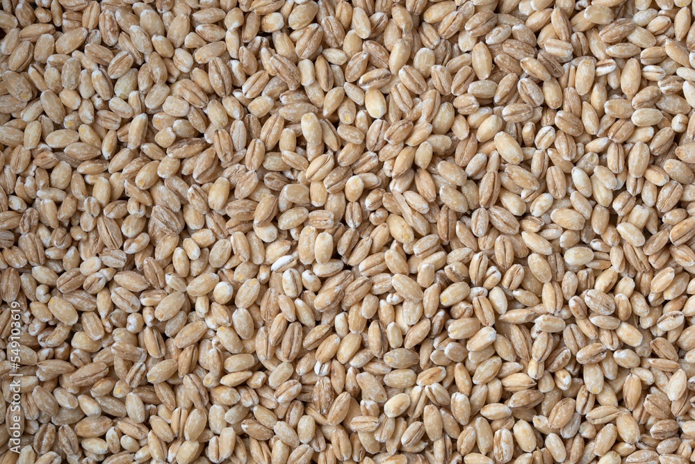 Dry pearl barley grain close up Dry pearl barley grain close up