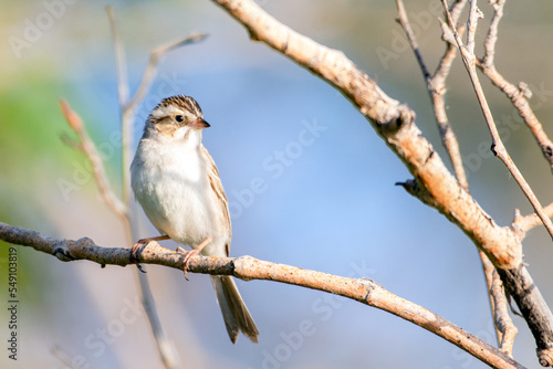 Clay-colored sparrow bird perched on branch