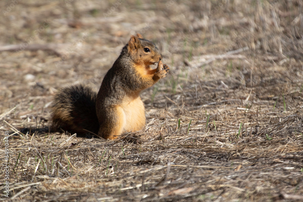 A furry ground squirrel in a park A furry ground squirrel in a park