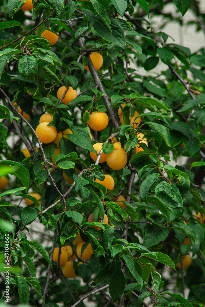 yellow apricots on a tree