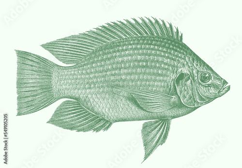 Mango tilapia sarotherodon galilaeus, freshwater fish in side view
