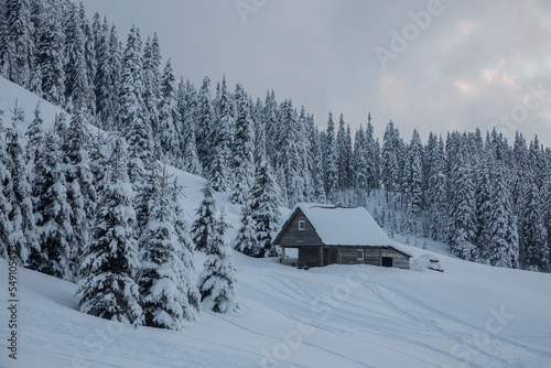 Wooden alpine house among a snow covered mixed pine, fir and spruce trees