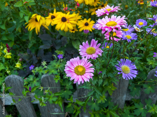 Aster alpinus are at dusk under the cloudy sky.