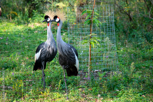 eupilio isola cipressi