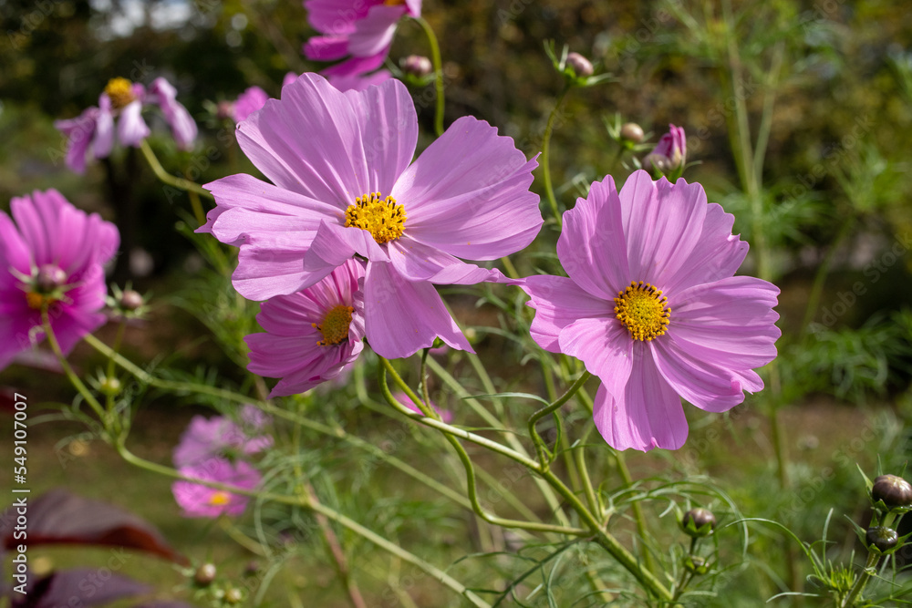Fototapeta premium 風に踊る