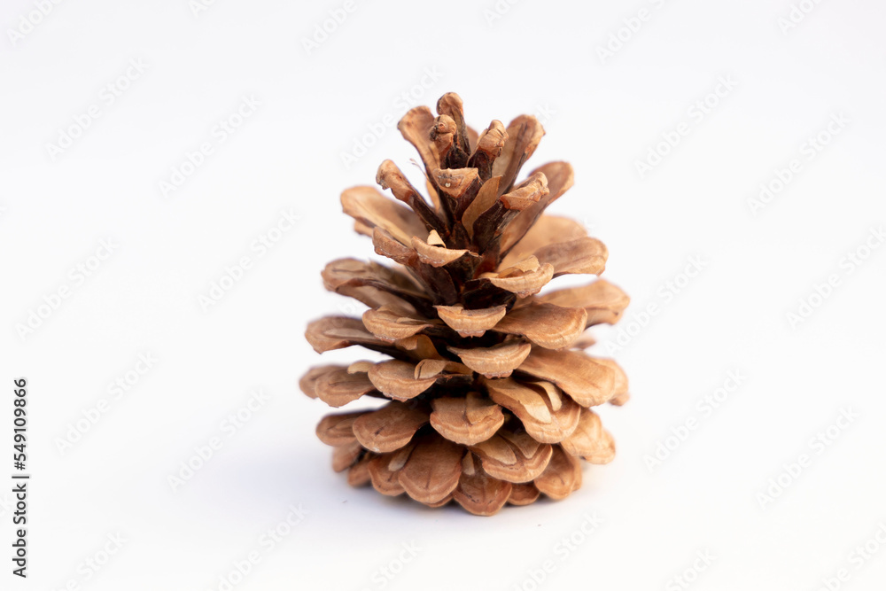 pine cone on white background pine cone on white background