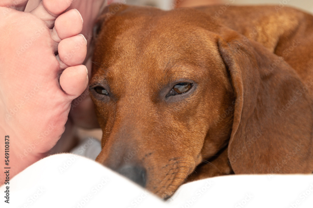 The dachshund dog sleep on the bed near master's leg