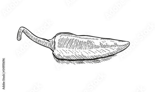 Chilli pepper. Hand drawn engraving style illustrations.