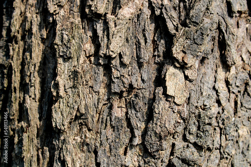 Prosopis Cineraria Tree Bark