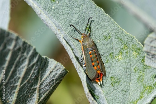 Closeup of a squash vine borer standing on the green leaf