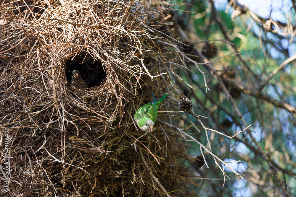 Naklejka premium Green parrots build a nest in a tree