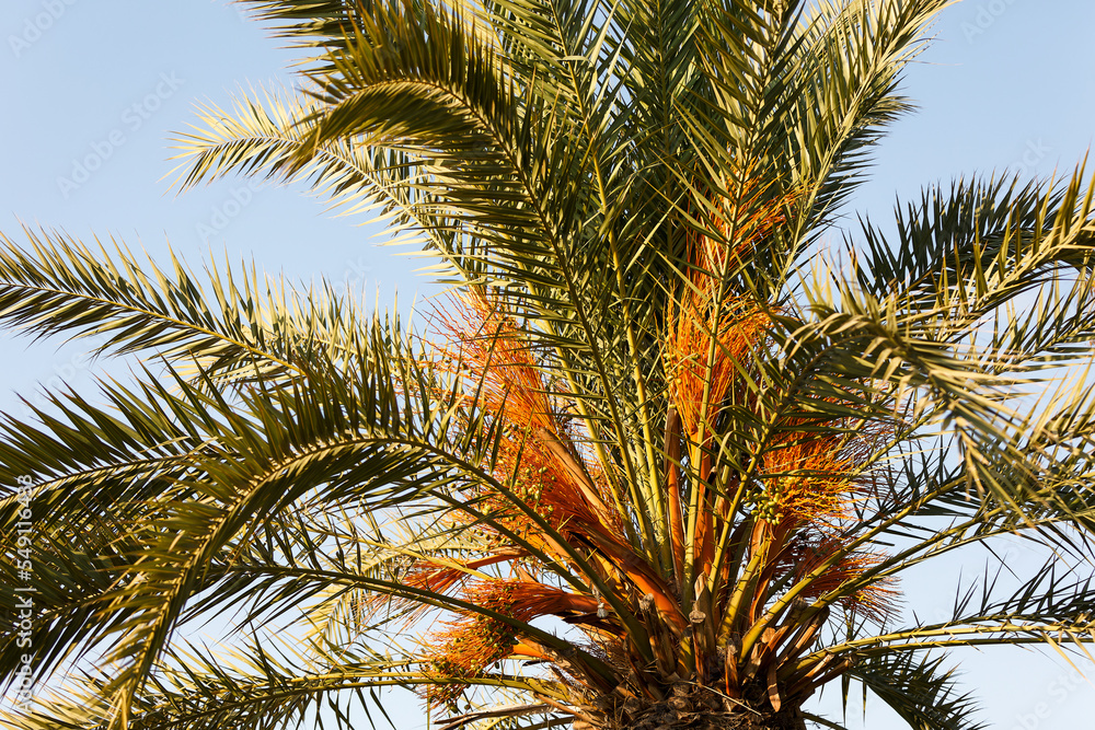 Fototapeta premium Palm tree with close-up dates