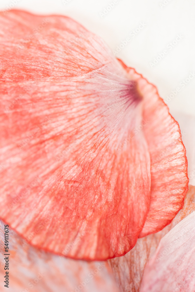 Detail photo of pink poppy flower petals.