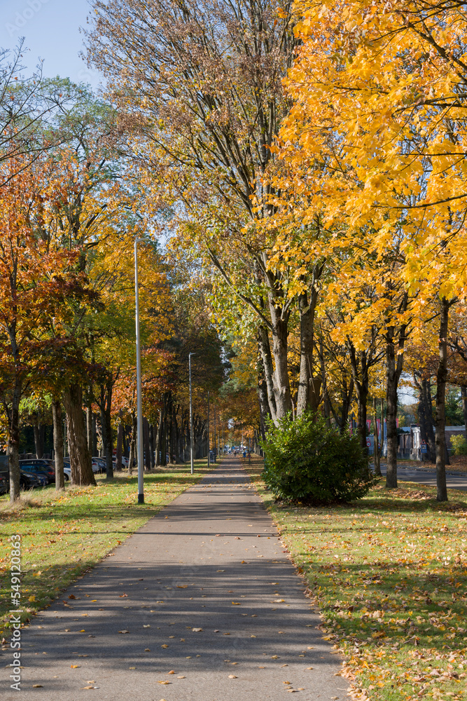 bike path in the park among autumn leaf fall, golden leaves on the trees