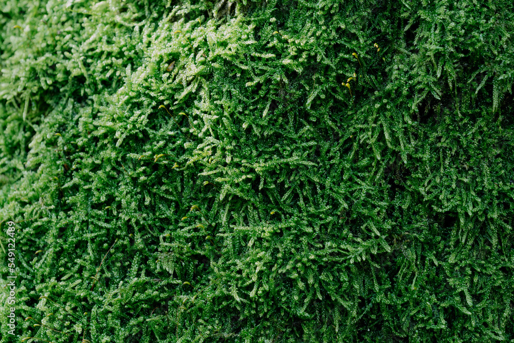 green mossy rug