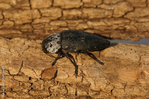 Large mediterranean jewel beetle - Capnodis tenebrionis on a wood photo