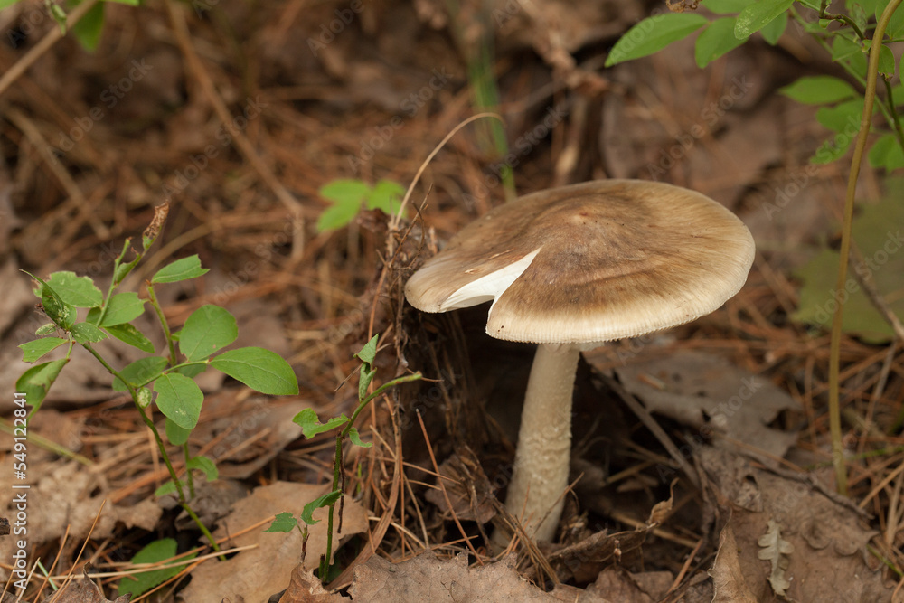 Amanita mushroom with dried leaves and pine needles on the ground in the forest. Amanita fungus in the woods. Amanita mushroom with dried leaves and pine needles on the ground in the forest. Amanita fungus in the woods.