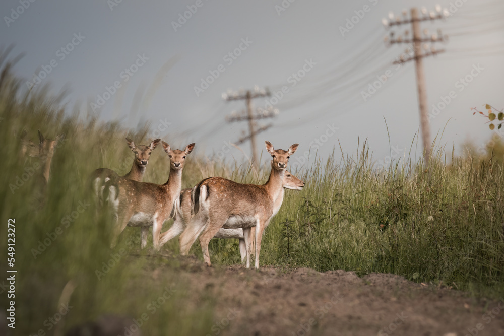 European fallow deer (dama dama), a fallow deer family walk in the forest, a flock of fallow deer goes to a farmland in search of food European fallow deer (dama dama), a fallow deer family walk in the forest, a flock of fallow deer goes to a farmland in search of food