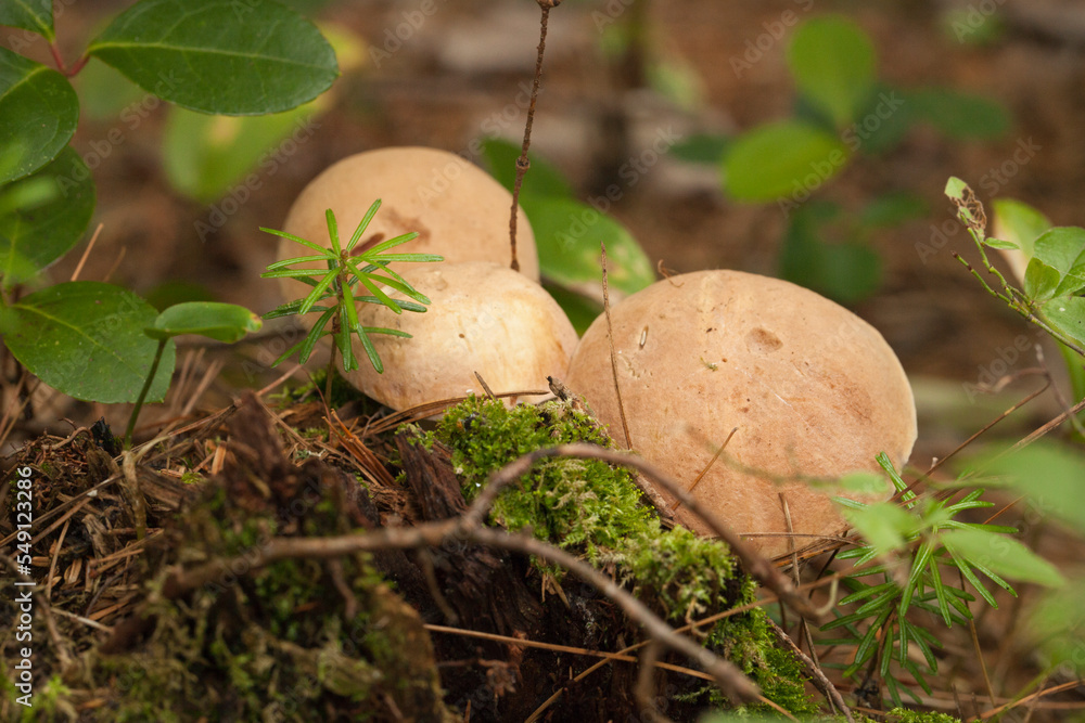 Boletus edulis porcini mushrooms with dried leaves and pine needles on the ground. Wild Penny Bun mushroom in the woods. Boletus edulis porcini mushrooms with dried leaves and pine needles on the ground. Wild Penny Bun mushroom in the woods.