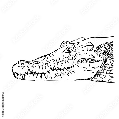 A crocodile lying lazily on the ground. isolated vector graphic
