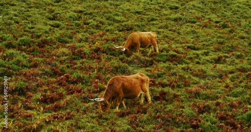 Cachena brown cows grazing in a mountain pasture in the Peneda-Geres National park, Portugal. Cachena da Peneda Cattle. photo