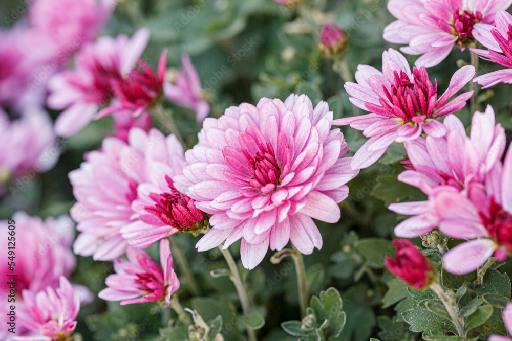 Obraz premium beautiful chrysanthemum flower bushes pink colors