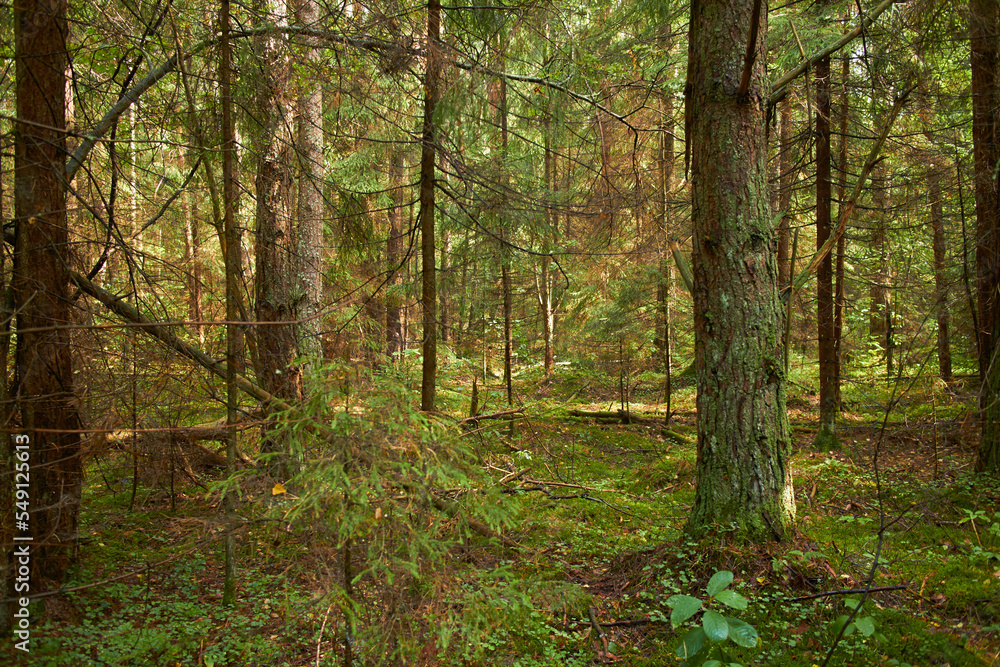 summer forest with pine and other plants summer forest with pine and other plants