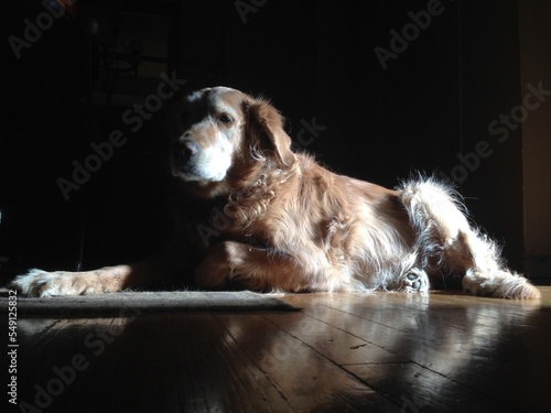 beautiful golden retriever portrait 