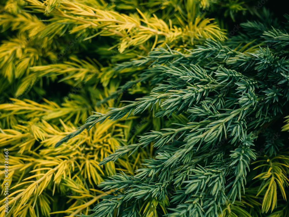 Fototapeta premium green pine needles