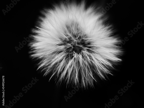 Black and white dandelion