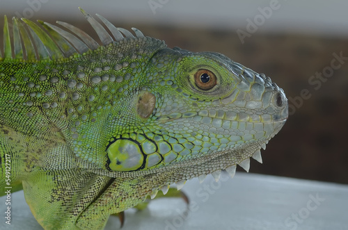 Beautiful Green Iguana with natural background on the park