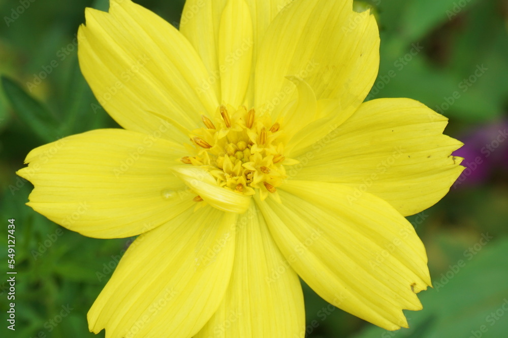 Cosmos sulphureus (sulfur cosmos) is a species of flowering plant in the sunflower family Asteraceae Cosmos sulphureus (sulfur cosmos) is a species of flowering plant in the sunflower family Asteraceae