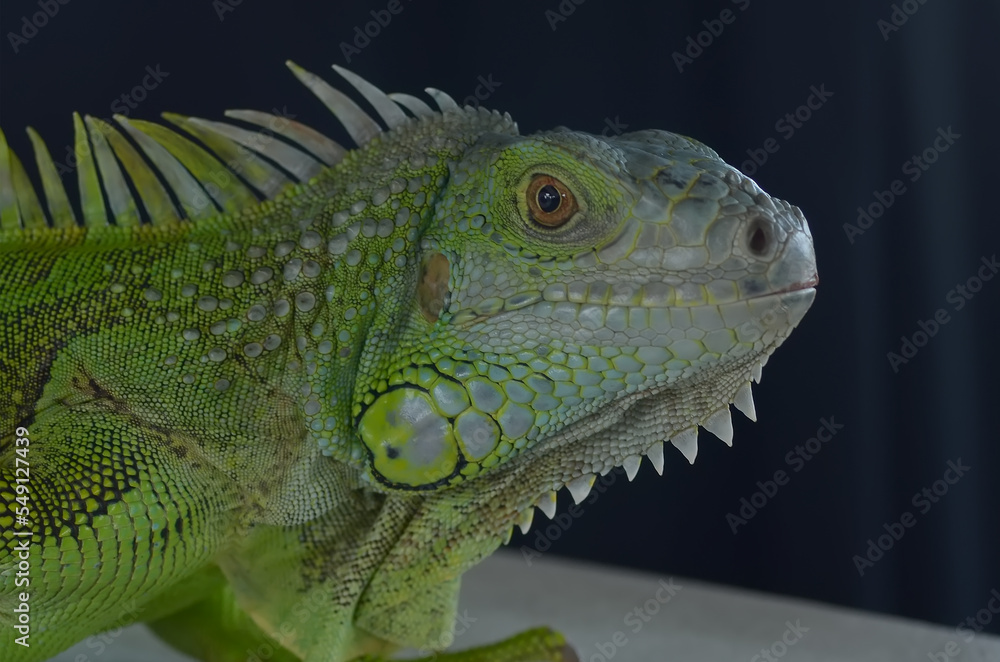 Beautiful Green Iguana with natural background on the park Beautiful Green Iguana with natural background on the park