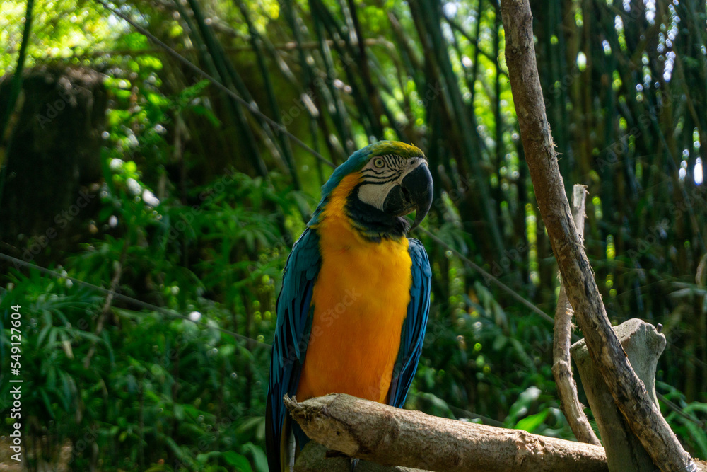 Yellow parrot perched on a branch Yellow parrot perched on a branch
