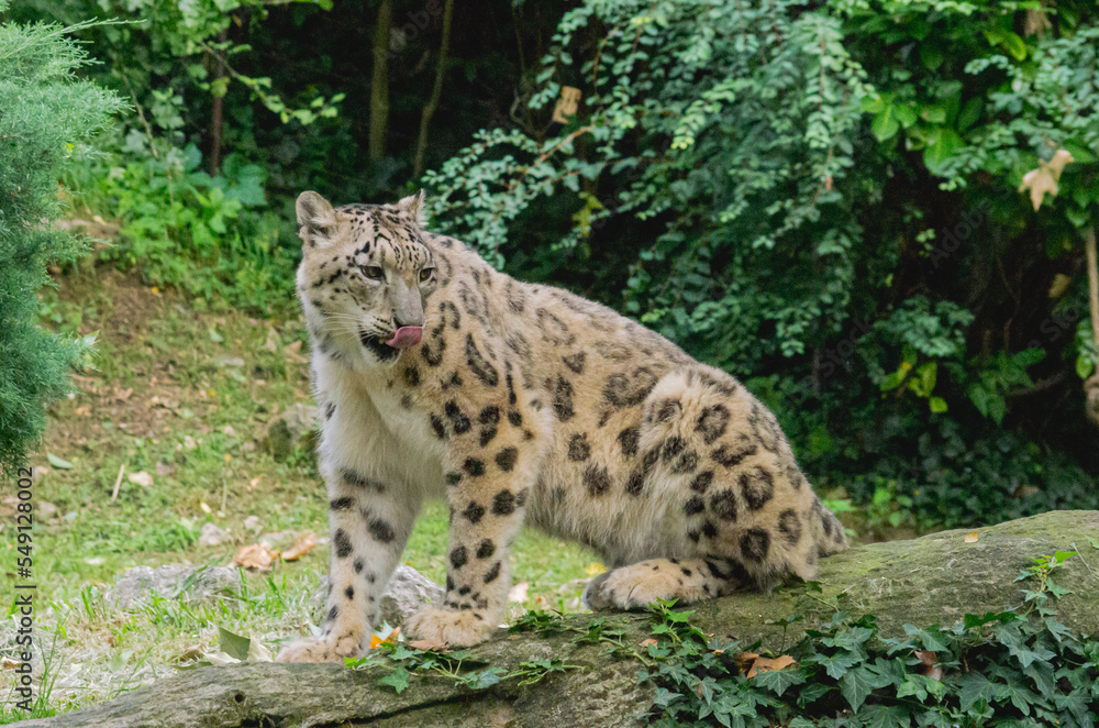 Fototapeta premium leopard in the tree