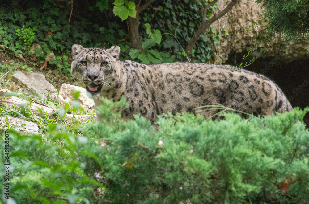 Obraz premium leopard in the tree