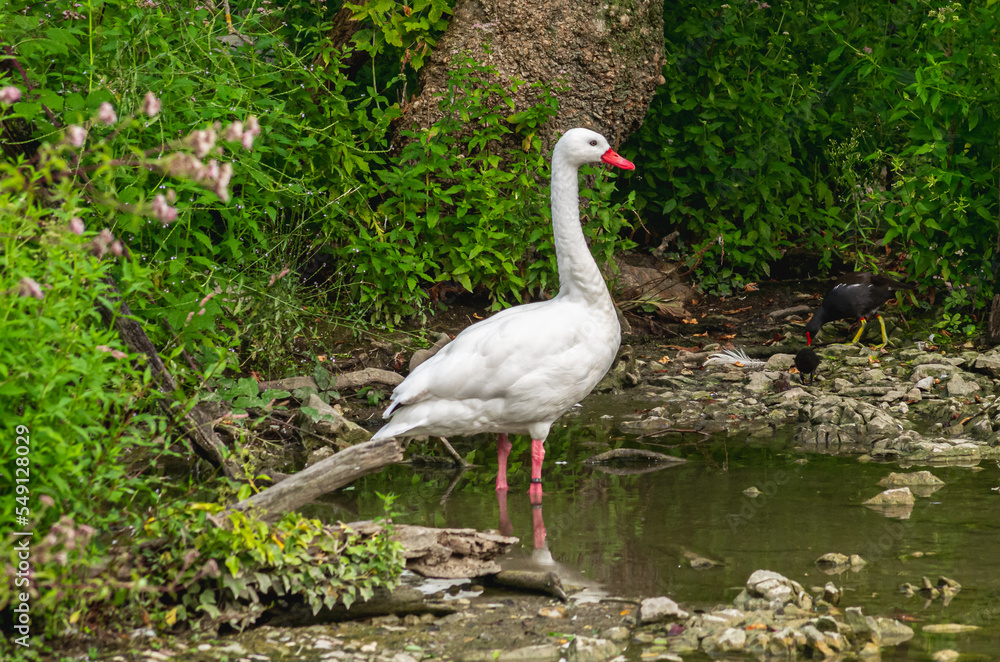 Fototapeta premium white crowned crane