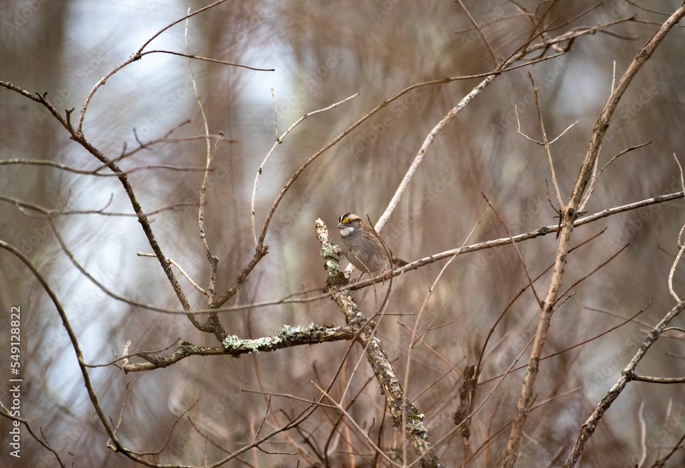 White Throated Sparrow White Throated Sparrow