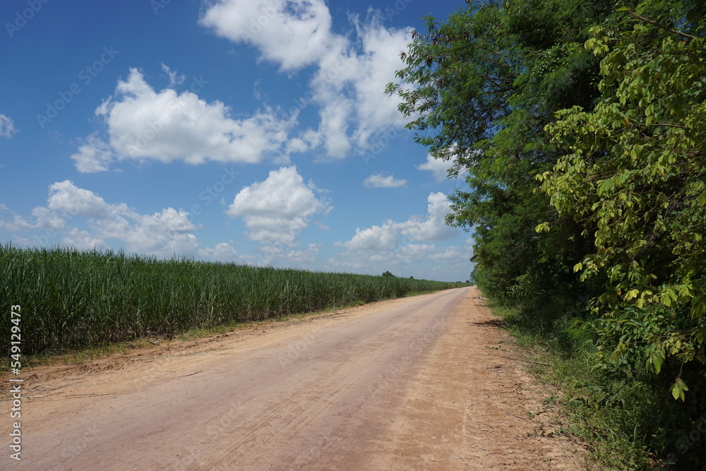 sugar cane field unde bright blue sky. shot on a very sunny day