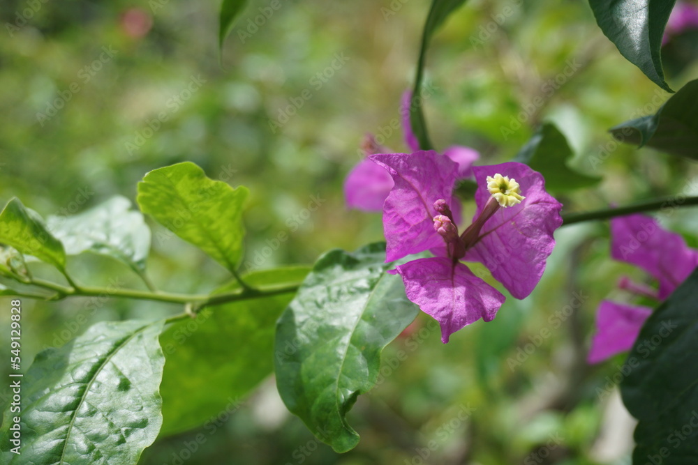 Obraz premium Bougainvillea spectabilis, also known as&nbsp;great bougainvillea, is a species of flowering plant