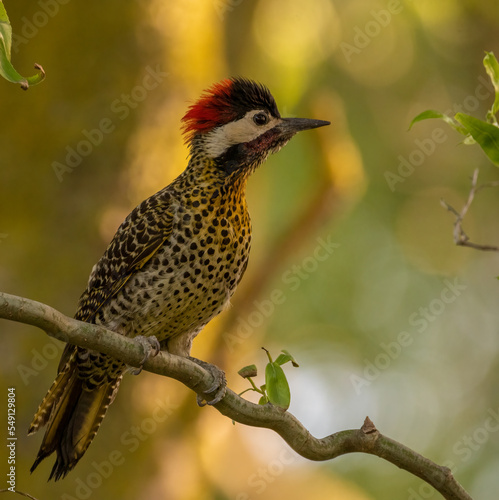 Woodpecker