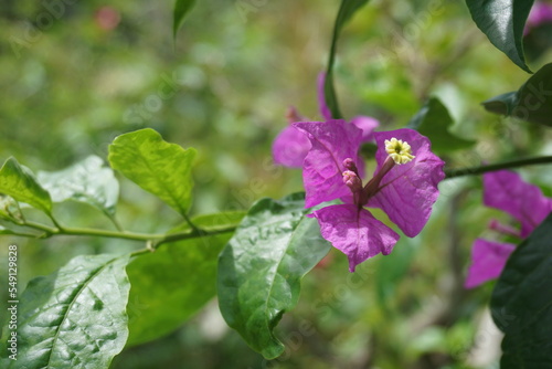 Wallpaper Mural Bougainvillea spectabilis, also known as great bougainvillea, is a species of flowering plant Torontodigital.ca