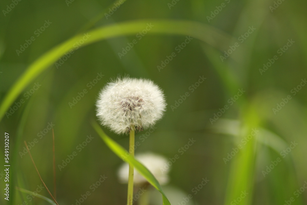 dandelion
flowers
plants
nature
greens dandelion
flowers
plants
nature
greens