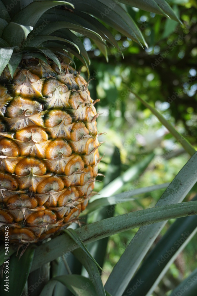 ripe pineapples in the garden ready to be picked
