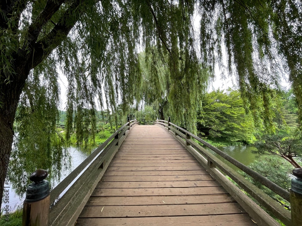 Fototapeta premium boardwalk in the forest